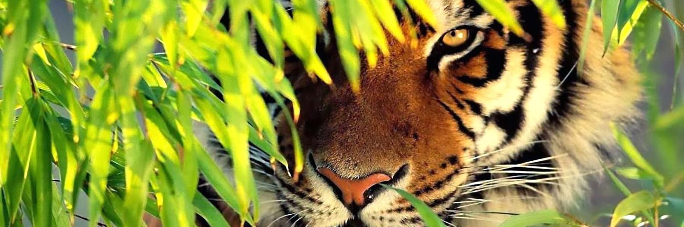 Jungle Resort Ranthambore