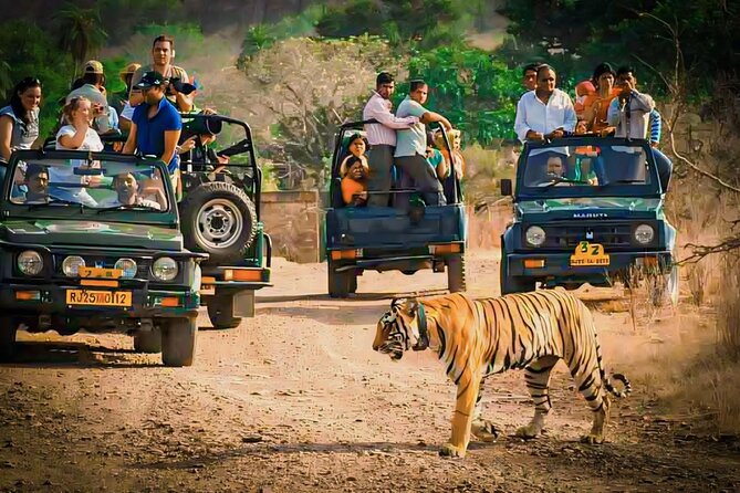 Jeep Safari in Ranthambore