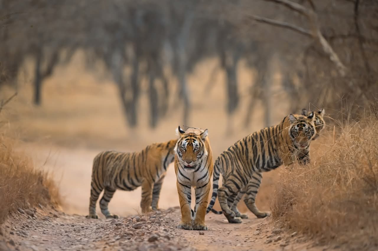Safari Booking in Ranthambore